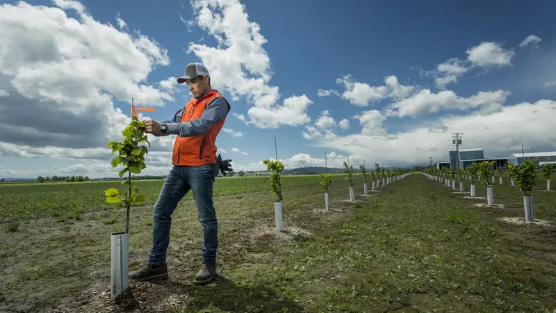 student working with trees in field
