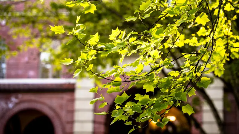 campus tree in sun